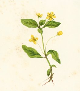 Wood Loosestrife, Lysimachia Nemorum by English School